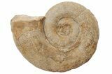 4.8" Toarcian Ammonite (Lytoceras) Fossil - France - #196768-1